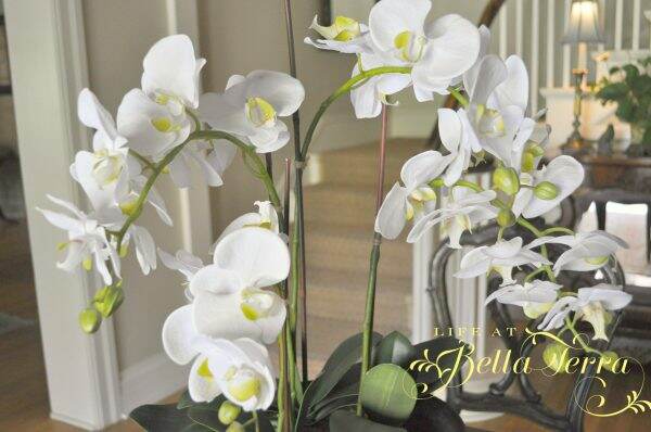 This image has an empty alt attribute; its file name is orchidswhite1-600x398.jpg