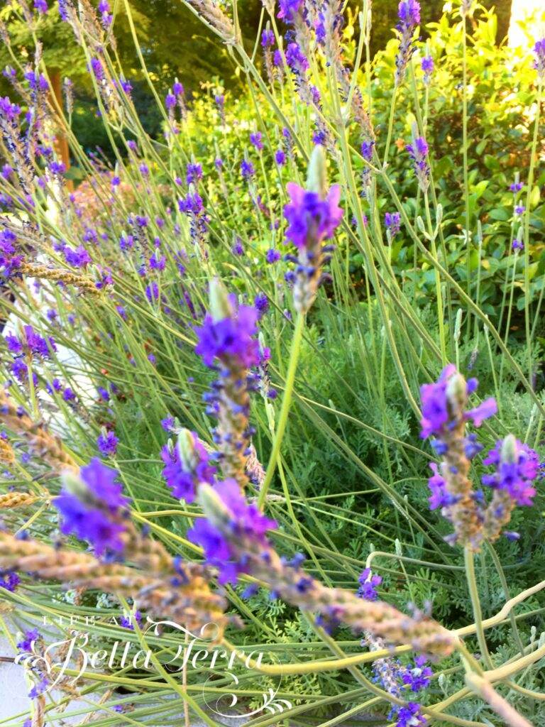 All About Lavender Life at Bella Terra