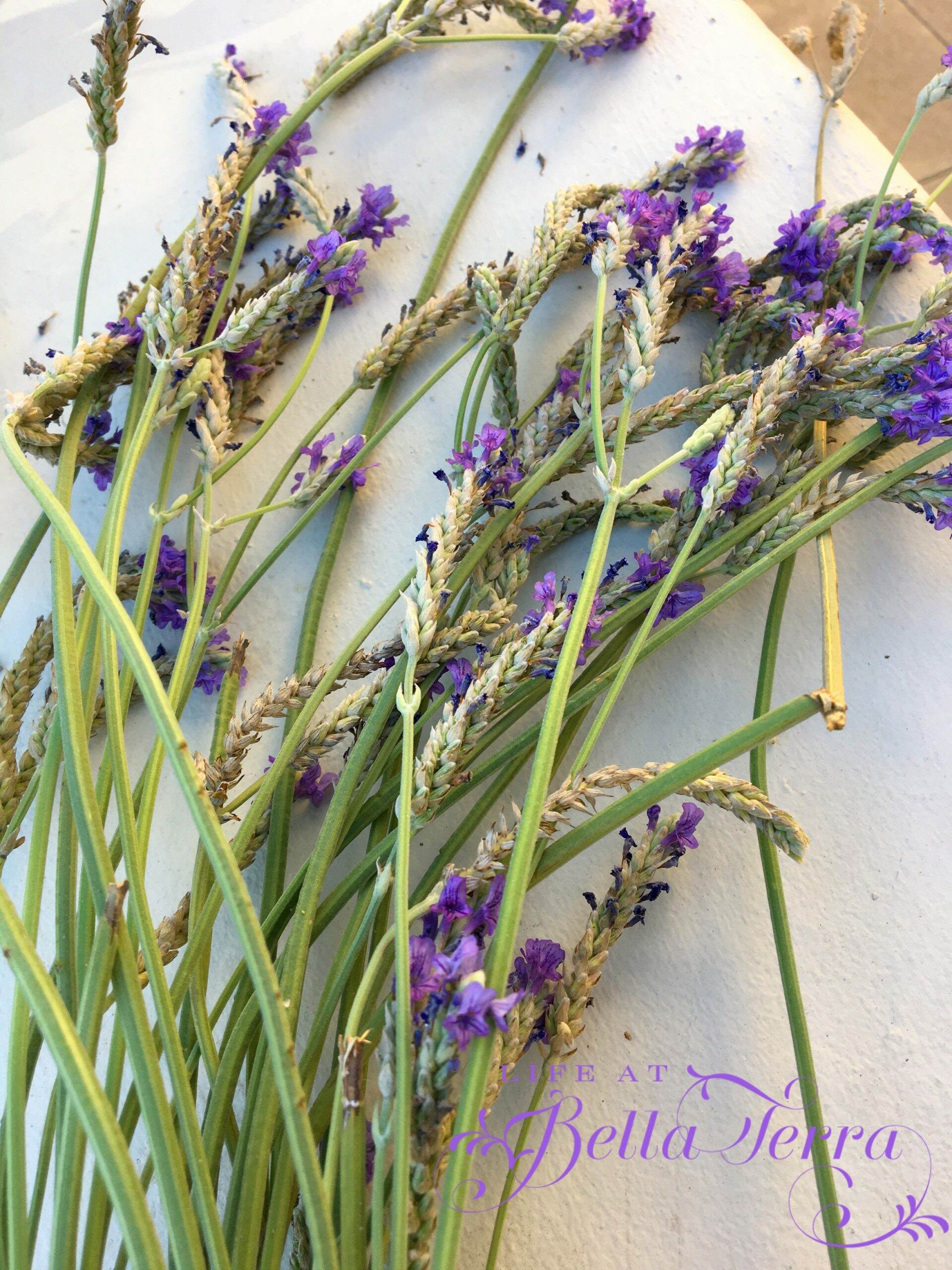 Dried Lavender Bundle - Sage Creations Farm