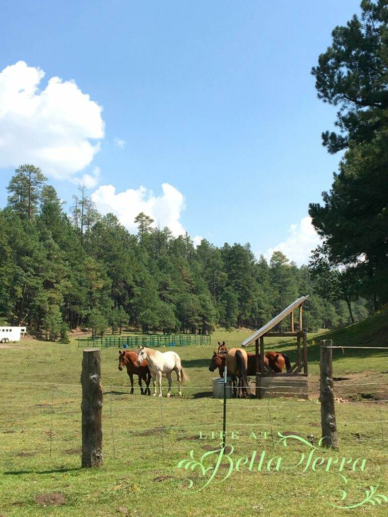 A Day at the Ranch