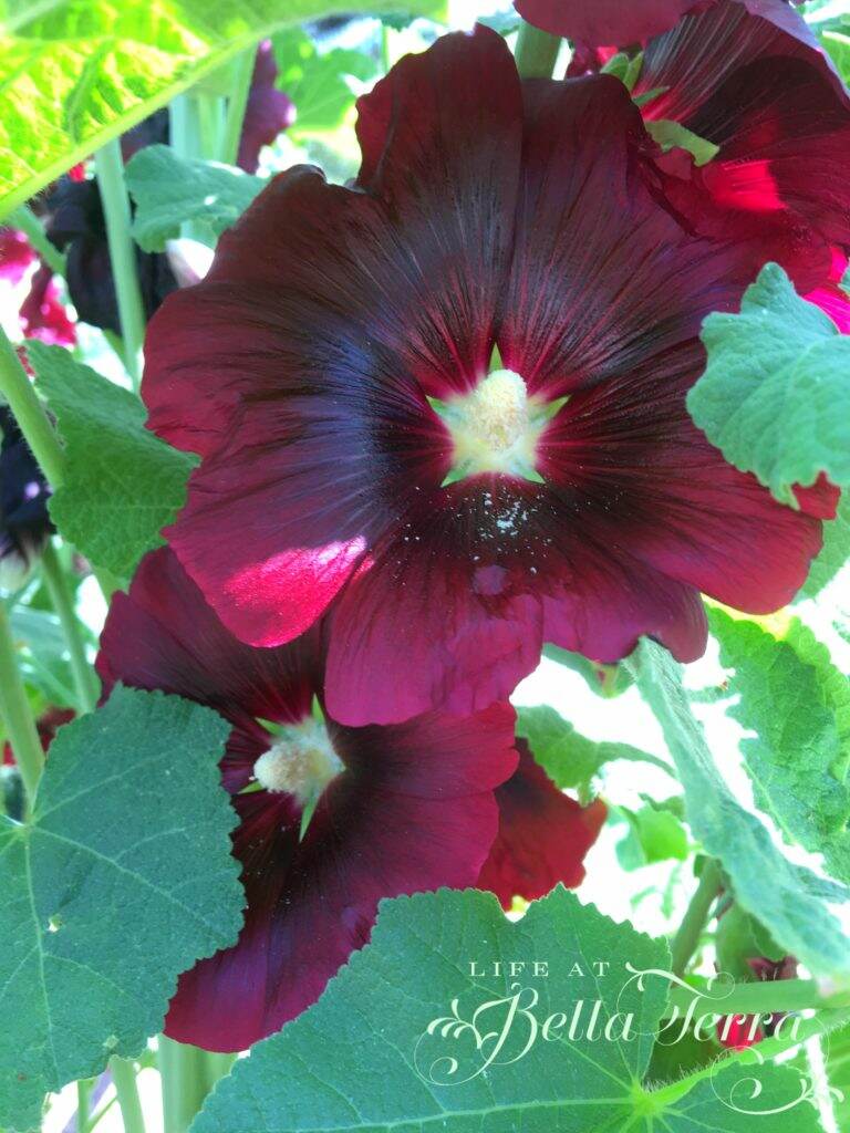 Hollyhocks and a Gift for You