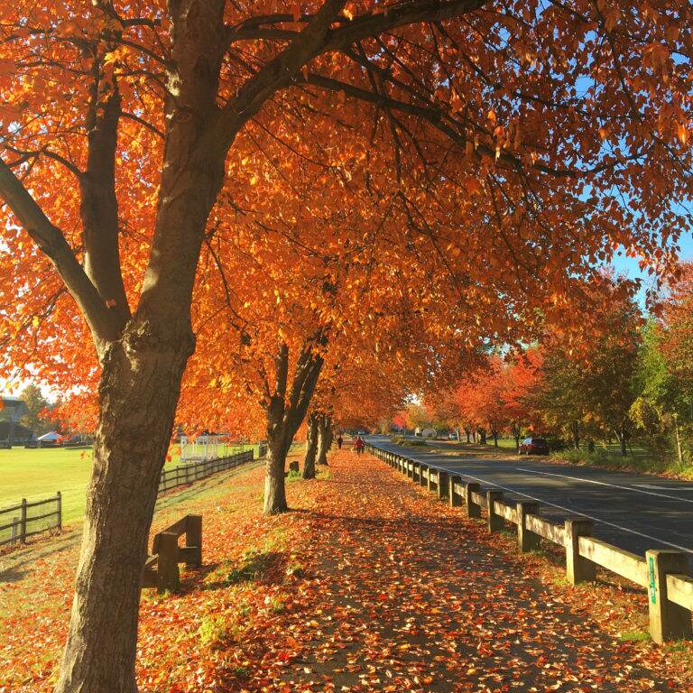 Leaf Peeping in New England