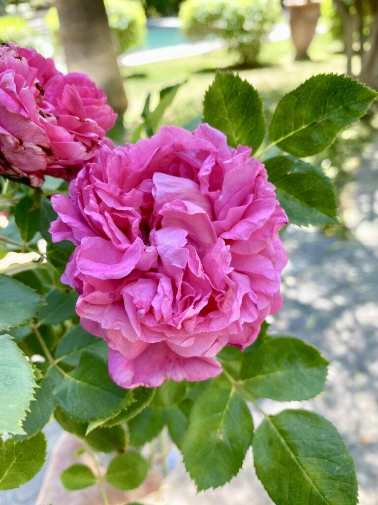 Propagating Roses