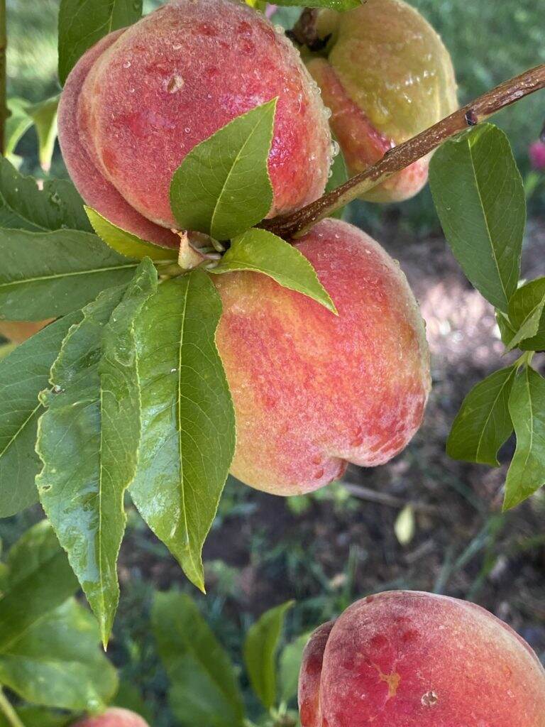 It is Peach Season!