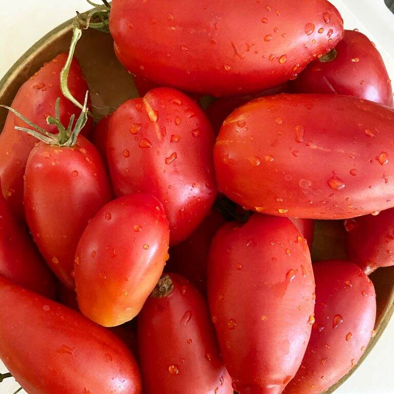 Processing Tomatoes