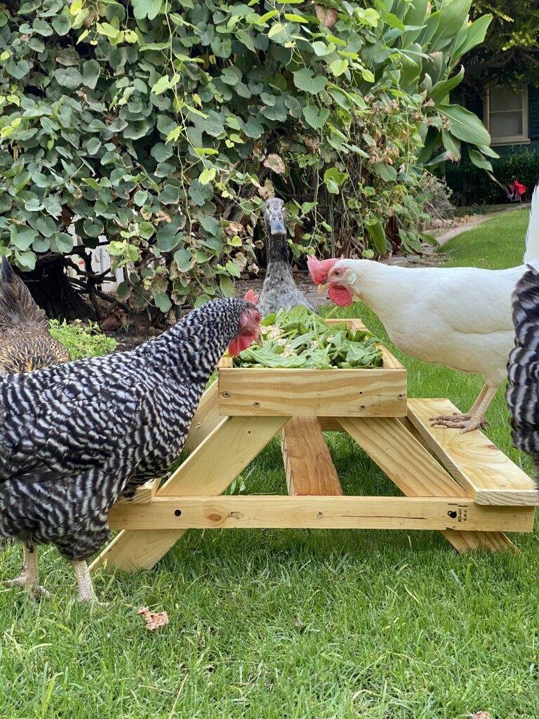 A DIY Chicken Feeder Picnic Table