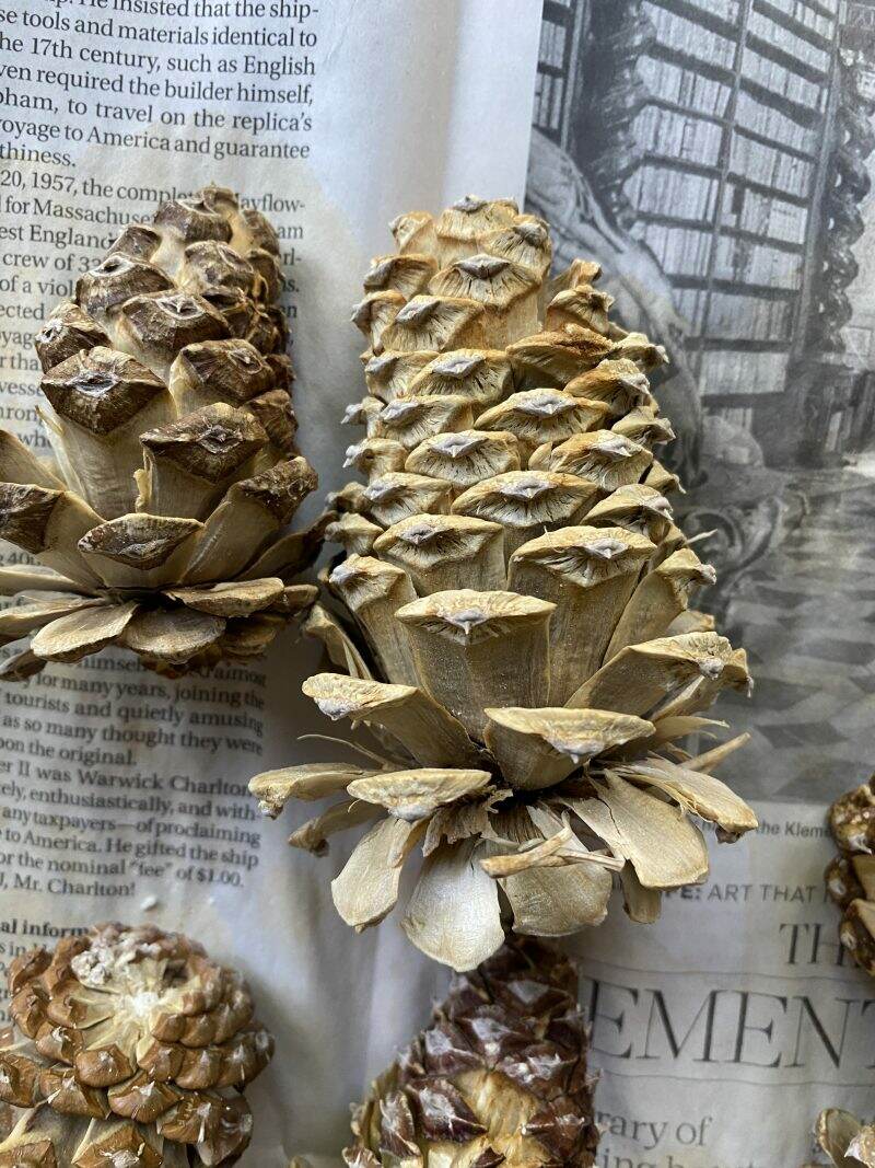 How to Make Bleached Pinecones | Life at Bella Terra