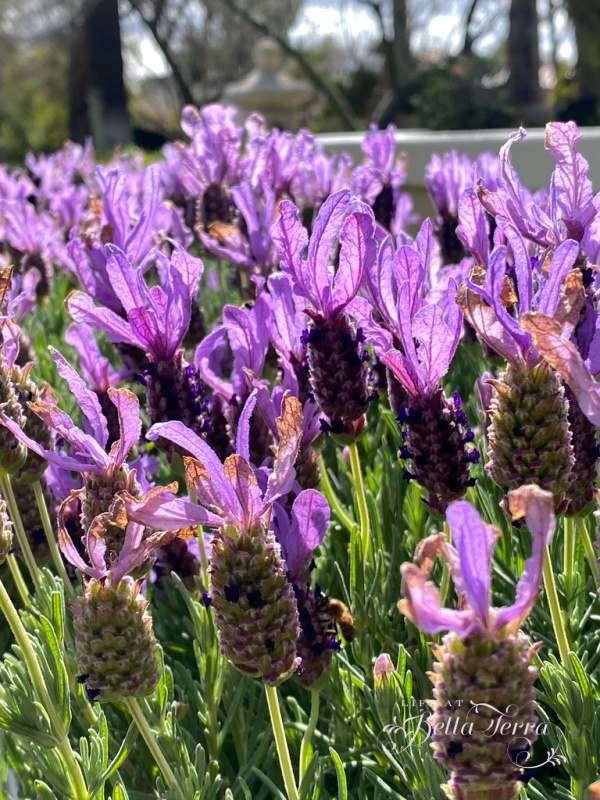 All About Lavender | Life at Bella Terra