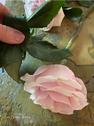 How to Dry Roses | Life at Bella Terra