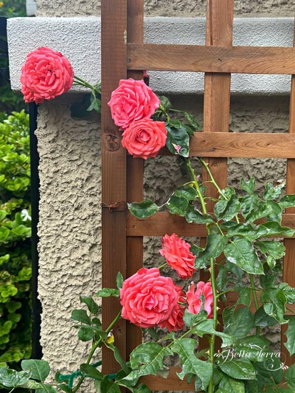 Saturday Meanderings