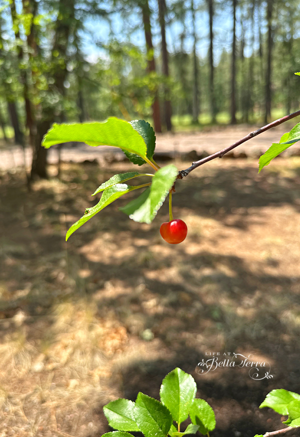Saturday Meanderings