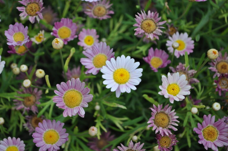 Saturday Meanderings: Seeking Beauty — And Each Other — in a Troubled World