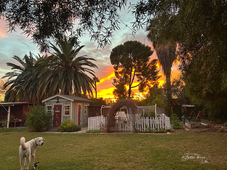 Saturday Meanderings