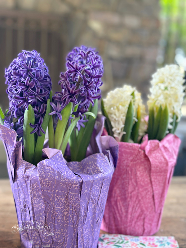 Saturday Meanderings