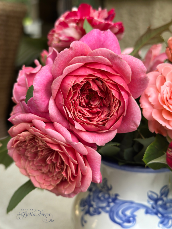 Saturday Meanderings