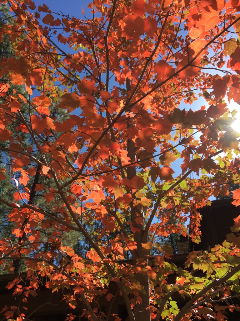 Saturday Meanderings